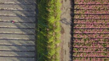 Aerial view of pink zinnia flower farm and garden in full bloom video