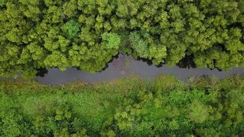 Luftaufnahme von oben über tropischen Fluss und üppigen grünen Wald video