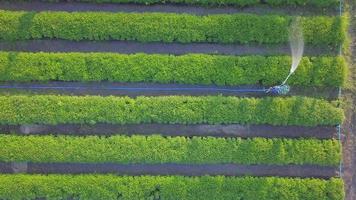 bovenaanzicht vanuit de lucht van boeren die groente water geven met een slang in de tuin die in de rij is geplant voor gebruik in de landbouw video