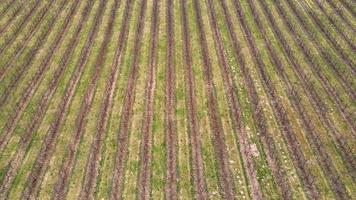 Rows of young sprouts of organic seedlings growing in fertilized soil on agricultural field. Aerial view with drone of growing young fruit trees on field in early spring. Concept of agronomics video