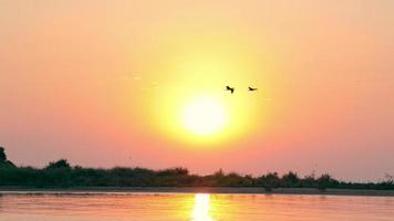 vogels vliegen bij zonsopgang. silhouet van twee vogels die over het water vliegen op een achtergrond van zonsopgang. video