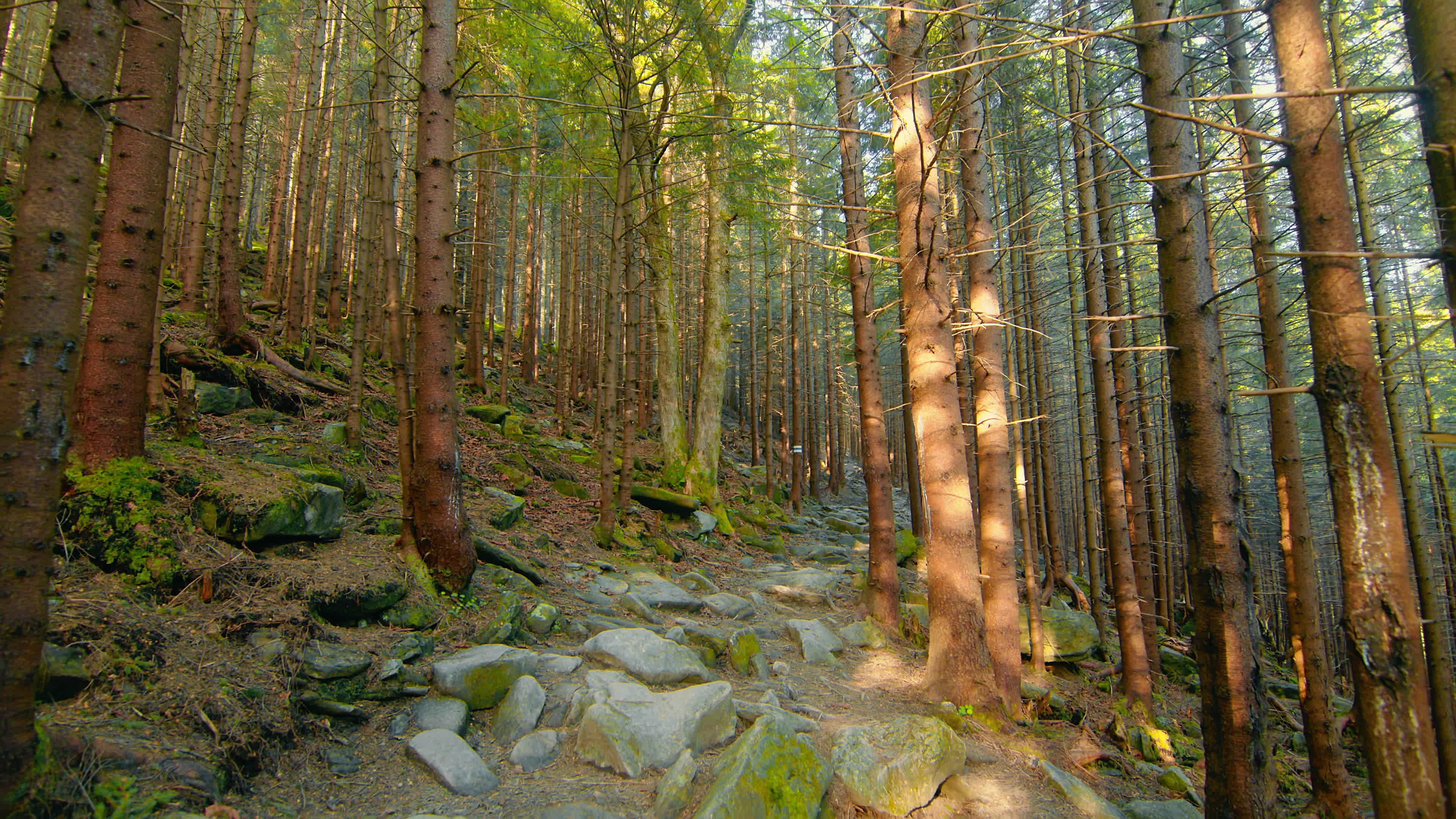 Stone trail in a pine mountain forest. Trees and stones are covered