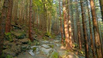 Stone trail in a pine mountain forest. Trees and stones are covered with moss. Follow the path between the old trees leading to the top. video