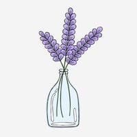 A sprig of lavender in a glass bottle vector