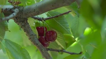 cerise rouge sur la branche. gros plan de cerises sur le cerisier. video