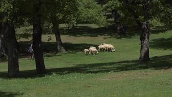 ovejas y pastores en el bosque. el pastor está pastando ovejas en el bosque. tiene pocos animales. video