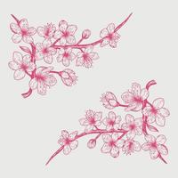 Sakura cherry blossom branch line art flowers or Isolated flying realistic Japanese pink cherry or apricot floral elements fall down vector background