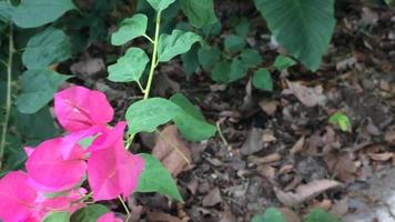 Diese rosa Blume ist als Azalee bekannt. Diese Blume weht aufgrund des Windes eines rasenden Fahrzeugs video