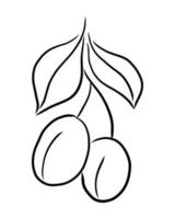 VECTOR LINEAR DRAWING OF A PLUM ON A WHITE BACKGROUND