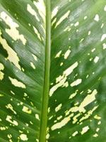 White pattern on green leaves photo