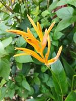 Yellow flowers among green leaves photo