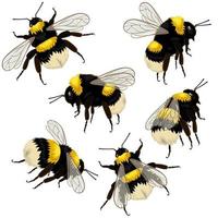 Set of bumblebees isolated on white background in different angles vector