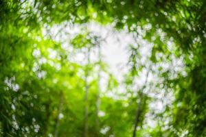 blurry a lot of bamboo tree branches and leaves with beautiful bokeh for any nature green background. photo