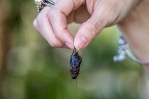 close up to female hand is holding the freezed Cricket for food photo