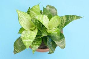 Close up view of a home plant on blue background. photo