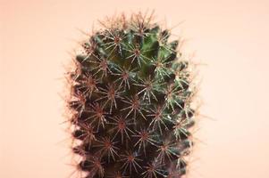 Close up image of a cactus on warm pink background. photo