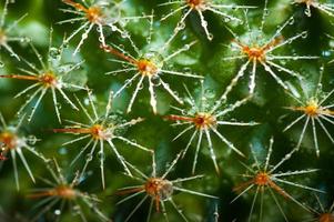 Macro image of cactus prickles with droplets. photo