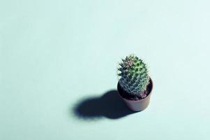 Minimalist layout little cactus on bright blue background with free copy paste space for text. photo