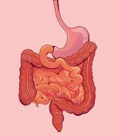 digestive system isolated on flat background vector