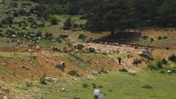 troupeau de moutons paissant sur le plateau. plan de moutons broutant sur un plateau verdoyant. video