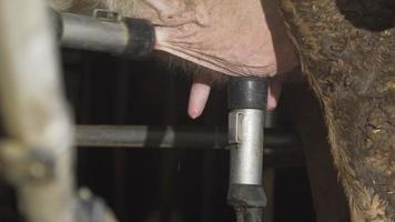 Automatic milking machine, dairy farm. Automatic milking machine removes tube from cow's udder. video