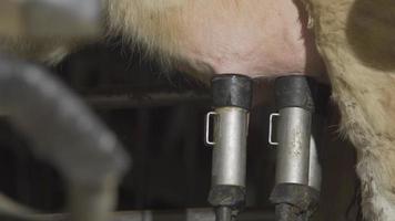 máquina de ordenha automática, fazenda de gado leiteiro. a máquina de ordenha automática insere os tubos no úbere da vaca e ordenha. video