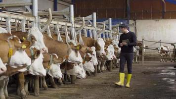 vacas en granja lechera y granjero moderno. granjero cuidando vacas y tomando notas en la tableta. video