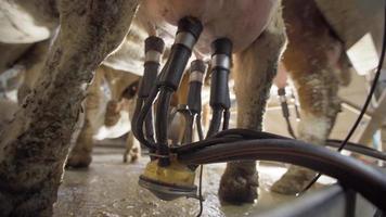 Cow milking in the parlor. Close-up milking of cow udder, milk flow. video