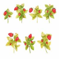 Set of hand drawn watercolor strawberry branches isolated on white background. Fresh summer berries with leaves and flower for print, card, sticker, textile design, product packaging. vector