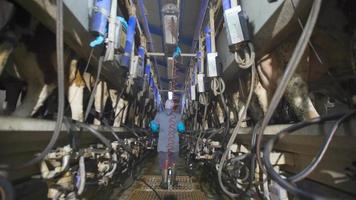 Modern cow milking parlor. The duty worker, who controls the milking of the cows on foot, looks after the devices and the cows. video