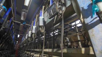 Milking parlor for cows. Cows that have been milked are released. Cows go fast. video