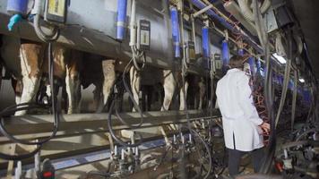 Modern cow milking parlor. Farmer checking milking cows by walking around. video