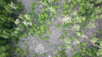 Aerial view mangrove forest with some tree fall at Batu Kawan, Penang, Malaysia. video