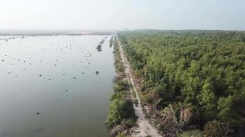 Aerial view fisherman row the boat near mangrove swamp. video