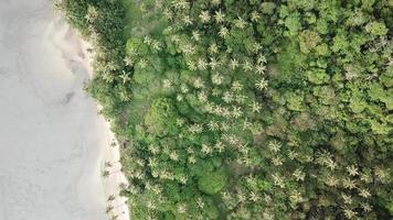 vista dall'alto alberi di cocco e cespuglio verde a batu kawan, penang, malesia. video