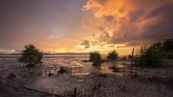 Mangrove swamp during sunset hours. video
