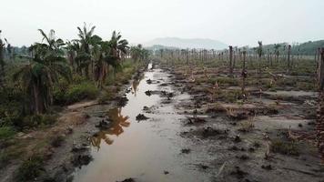palmeras muertas a ambos lados del río en penang, malasia. video