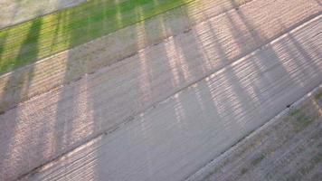 Fly over beautiful shadow of trees on the sand of field. video