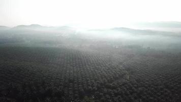 fliegen sie morgens über die ölpalmenplantage in malaysia, südostasien. video