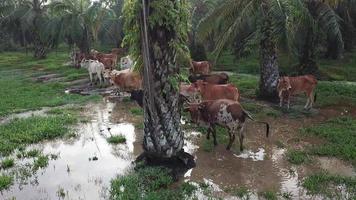 Cow pees near the flooded water at oil palm plantation. video