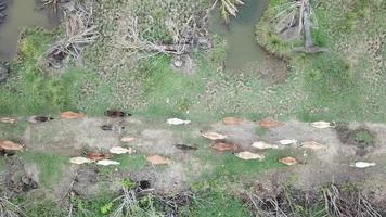 Top view cows run towards same direction at Nibong Tebal, Penang, Malaysia.. video