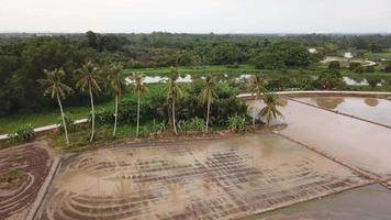 Bahnaufnahme der Kokospalme über dem Reisfeld in Sungai Dua, Penang. video