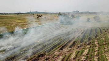 Open fire agricultural waste at Malaysia.. video