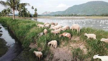 volar sobre cabras y ovejas pastando hierba en el campo al lado de un pequeño río. video