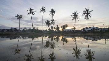 timelapse soluppgång reflektion av kokospalmer video