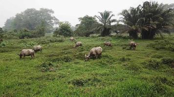 Buffaloes are eating grass at the fields in green field video