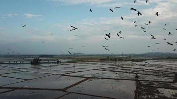 gregge di cicogne asiatiche openbill vola in cielo in malesia, sud-est asiatico. video
