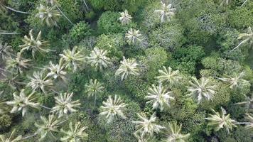 Top view coconut tree. video