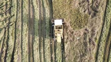 vista dall'alto gli uccelli seguono sul retro della mietitrice. video