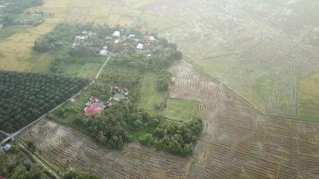 luchtfoto het Maleisische dorp in de buurt van het rijstveld. video